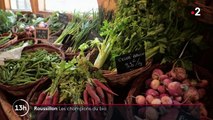 Pyrénées-Orientales : les agriculteurs du Roussillon sont les champions du bio