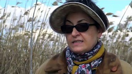 En busca del equilibrio ecológico en el delta de Iasi, hábitat de miles de aves