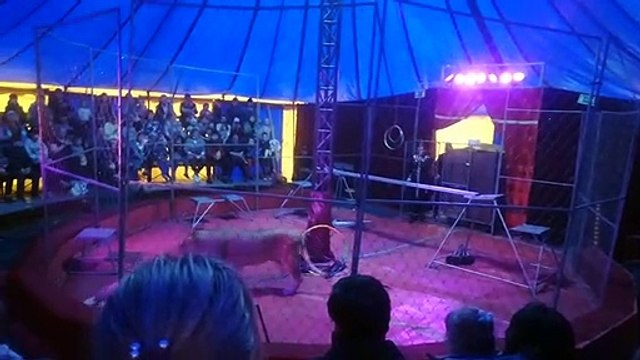 Lioness Turns on Trainer During Russian Circus Performance