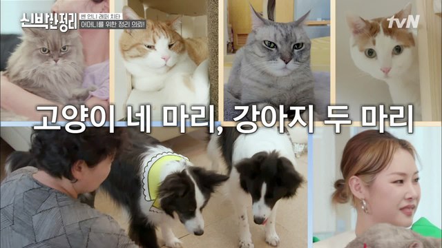 고양이 4마리+강아지 2마리 자식들과 함께 사는 정신없는 치타의 하우스 #highlight