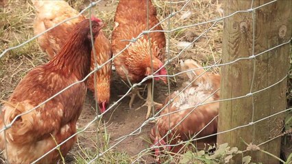 How Many Times Does the Government Have to Tell You to Stop Snuggling Chickens?