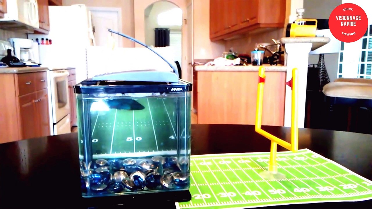 amazing animals playing ball  air bud pets