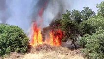 İZMİR - Ağaçlandırma sahasında çıkan yangın kontrol altına alındı