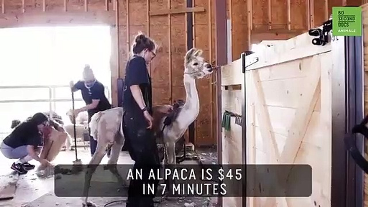 The lost art of sheep shearing