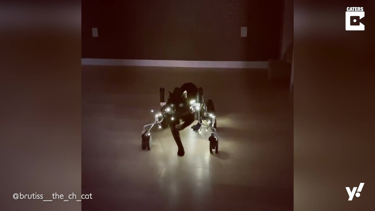 Katze mit seltener Nervenkrankheit kämpft sich durch