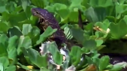 The Ferocious Looking Nile Monitor