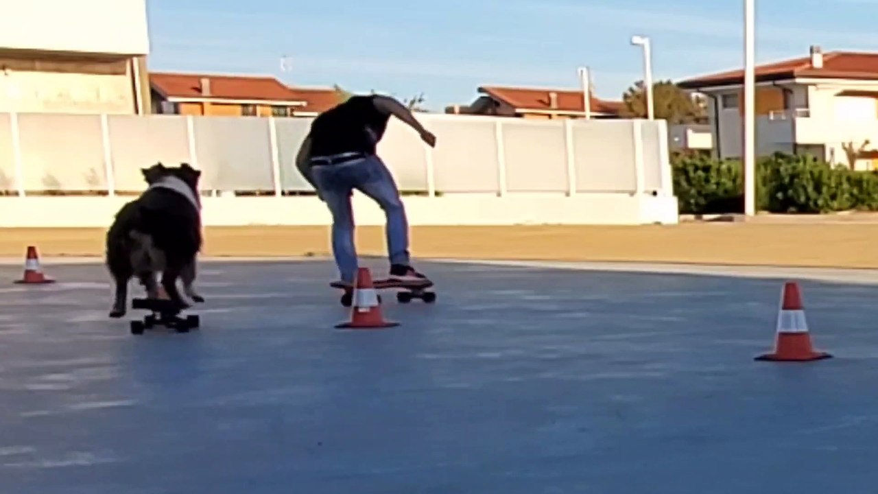 Skateboarding Dog Skillfully Slaloms through Cones