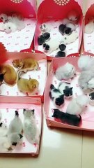cute kittens ♥