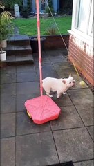 Mansfield Chad  Top Pet shortlist