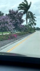 Florida Ducklings Helped Across Street