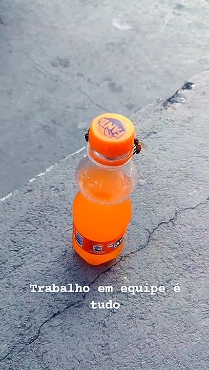 Bees Opening a Soda Bottle