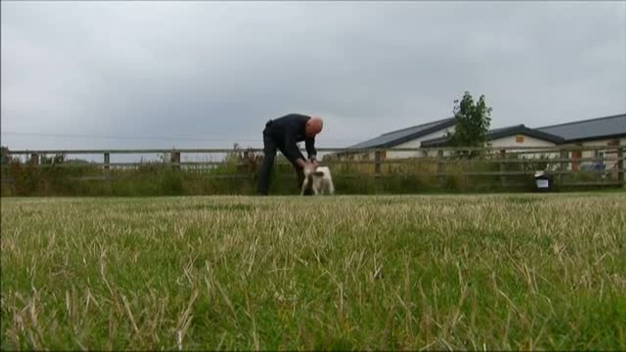 Reino Unido entrena perros con calcetines usados por personas infectadas de COVID