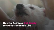 How to Get Your Pet Ready for Post-Pandemic Life