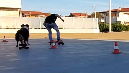 Skateboarding Dog Skillfully Slaloms through Cones