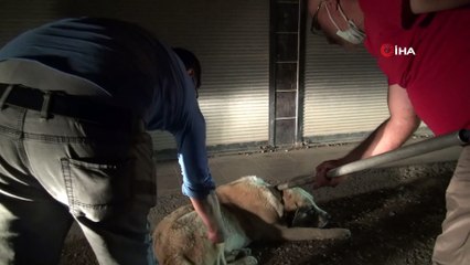 İslahiye'de köpeğe işkence iddiası