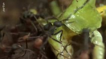 Les superspouvoirs des animaux - Les fourmis