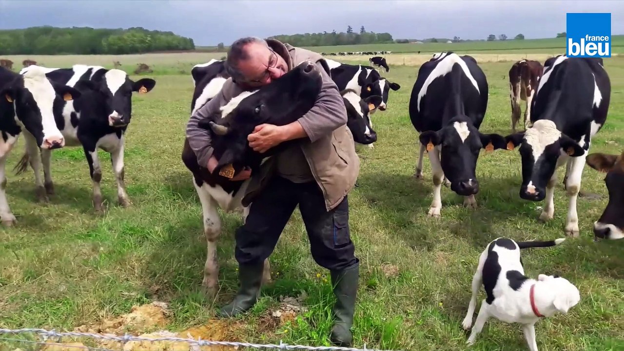 Le SOS d'un éleveur de l'Indre : il se bat pour sauver ses vaches