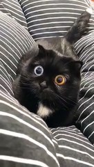 Chat aux yeux hypnotiques