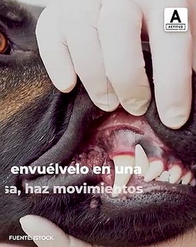 ¡Te decimos como lavarle los dientes fácilmente a tu perro!