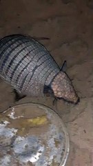 Pet Armadillo Stands on Command