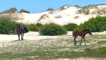 Elderly Wild Horse Develops Habit of 