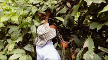 Jóvenes crean empresa de chocolates para ayudar a productores de Ibagué