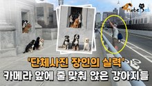 '단체사진 장인의 실력' 카메라 앞에 줄 맞춰 앉은 강아지들