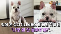 집에 온 설치기사님들에게 삐진 강아지 '나랑 왜 안 놀아주개?'