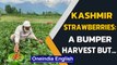 Kashmir strawberries ready for harvest, farmers fear loss due to lockdown | Watch | Oneindia News