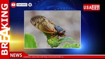 Georgia county tells residents to stop calling 911 over cicadas