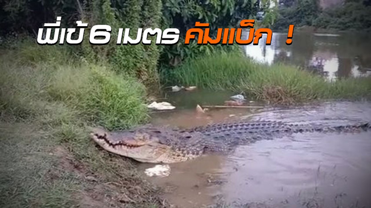 ชาวบ้านฮือฮา จระเข้ยักษ์ 6 เมตร คัมแบ็กหลังหายไปหลายปี สภาพอย่างโหด
