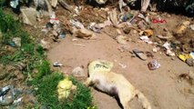 Sakarya'da çöplükte 17 köpek ölü bulundu