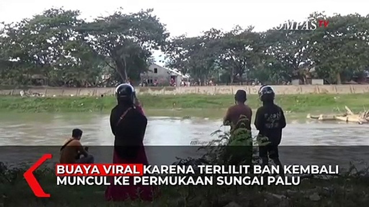 Muncul Lagi ke Permukaan, Buaya Viral Berkalung Ban Tampil dengan Tubuh Lebih Besar