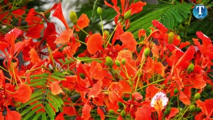 Relaxing Music with Flamboyant flower | Soothing music, Sleep music, Nature sounds | NHT ProArt