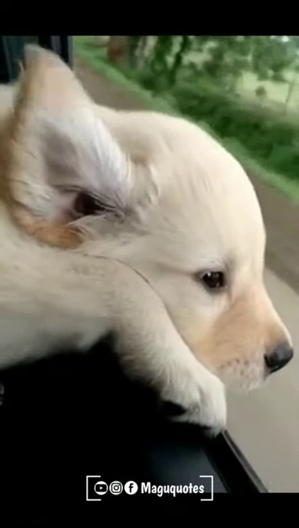 ⁣Lovely dog WhatsApp status Tamil WhatsApp status natural WhatsApp status. Aruvi WhatsApp status