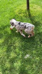 Puppy Runs Away With Tasty Iced Tea