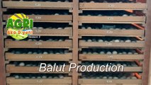 “BALUT PRODUCTION” Ep.44 AGRI Ako D’yan