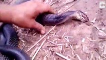 Kendini korumak için ölü taklidi yapan indigo yılanı