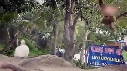 Maymun köpeği çılgına çevirdi!