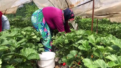 YALOVA - Yediveren 'Sermayecik çileği'nde ilk hasat başladı