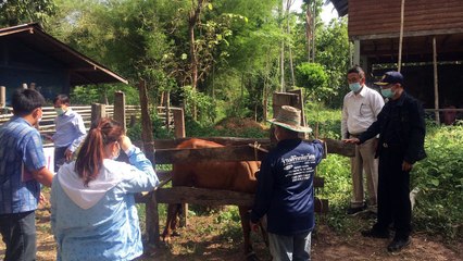 พิษณุโลก   ประกาศเขตโรคระบาดสัตว์ เชื้อลัมปีสกิน หลังพบพบการระบาด ใน 2 อำเภอ