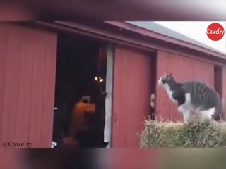 Can a Cat Really Do Math? 🧮 Discover the Truth!