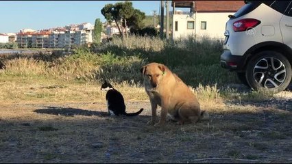 Kedi ile köpeğin dostluğu