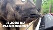 Ce rhinocéros sait jouer du piano (mais il a encore quelques progrès à faire)