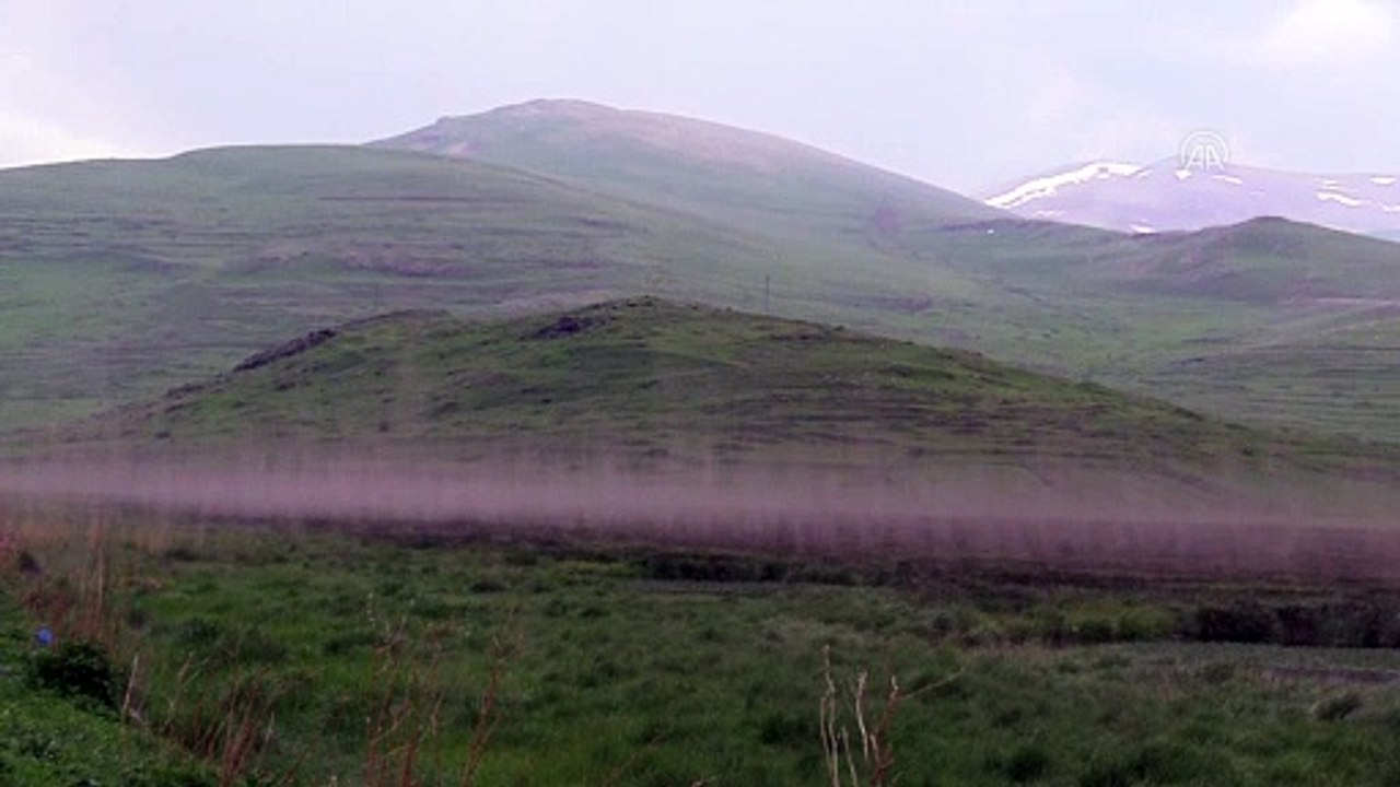 ARDAHAN - Çıldır Gölü sazlığında binlerce sineğin dansı kameralara yansıdı