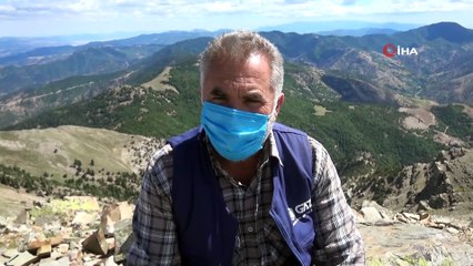 Uğur böceklerinden görsel şölen