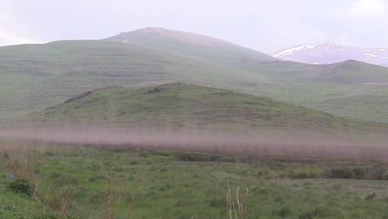 Çıldır Gölü sazlığında binlerce sineğin dansı kameralara yansıdı