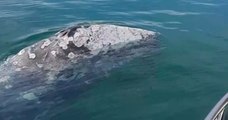 Épuisé et affamé, « Wally », le baleineau égaré en Méditerranée, est à l'agonie au large des Baléares