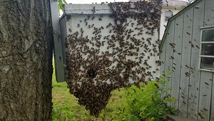 Helping Bees Find A New Home