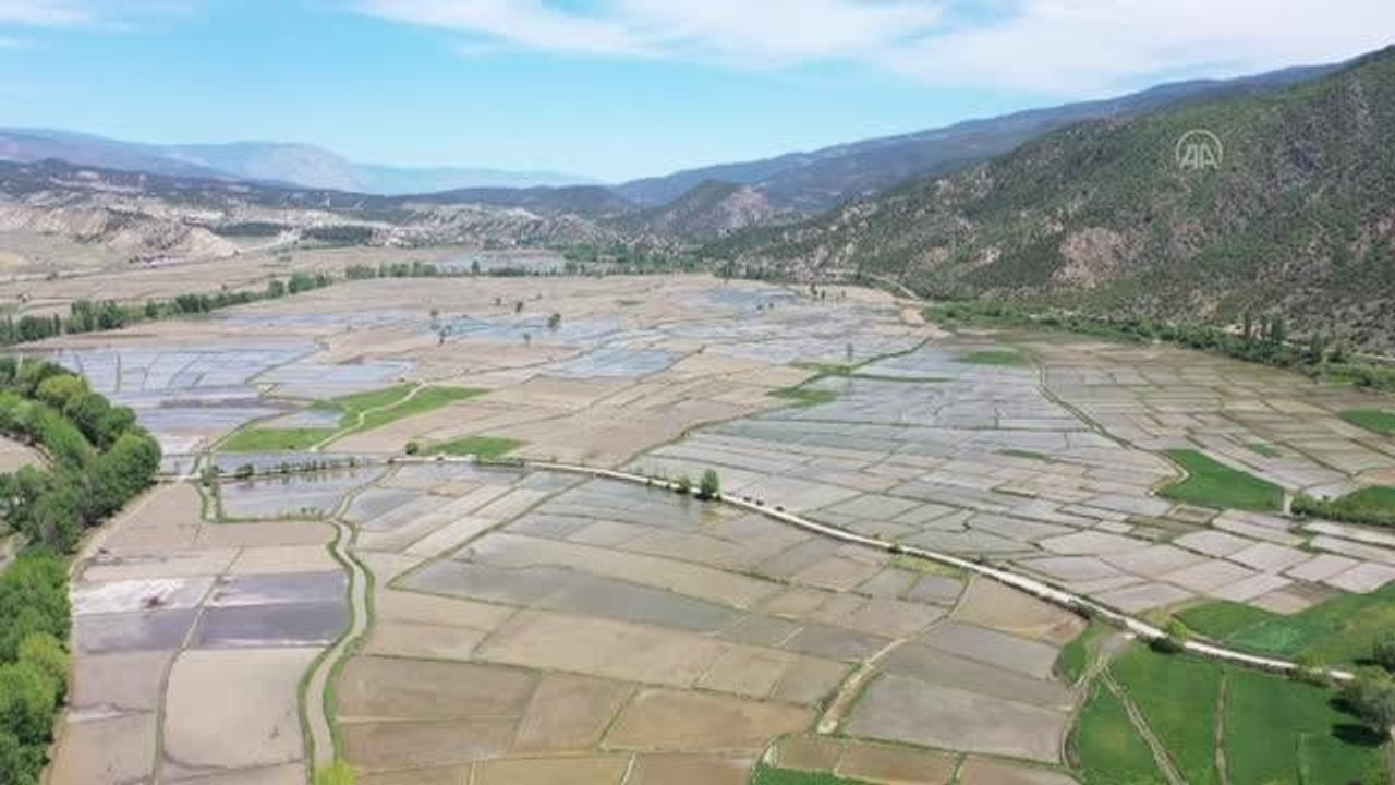 KASTAMONU - Türkiye'nin ilk çeltik fabrikasının kurulduğu Tosya'da çeltik ekimi başladı